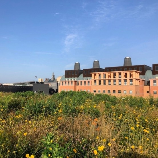 UC Linder's Green Roof.