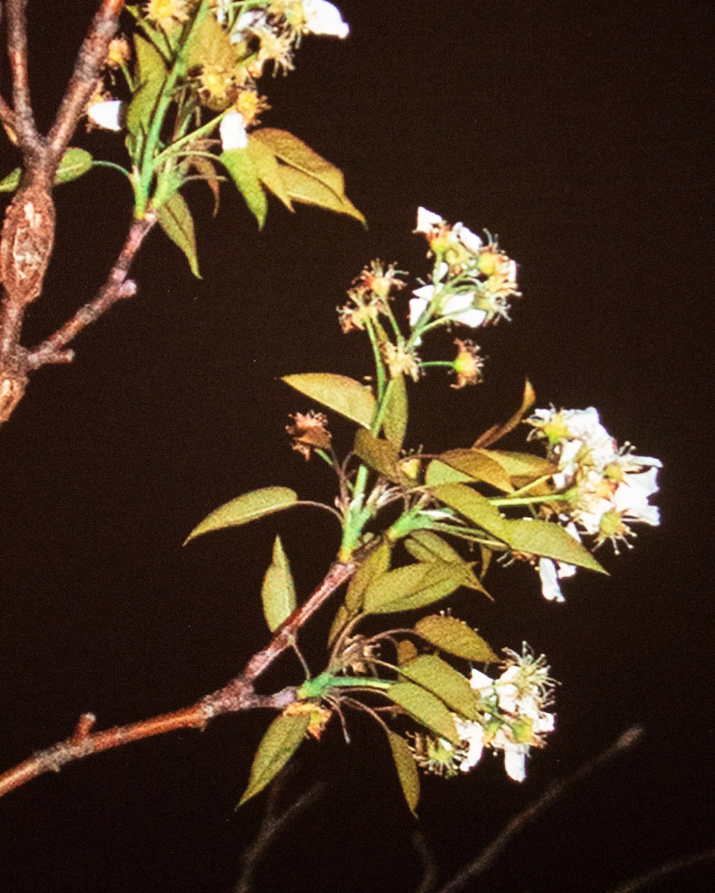 Archival Pigment Print