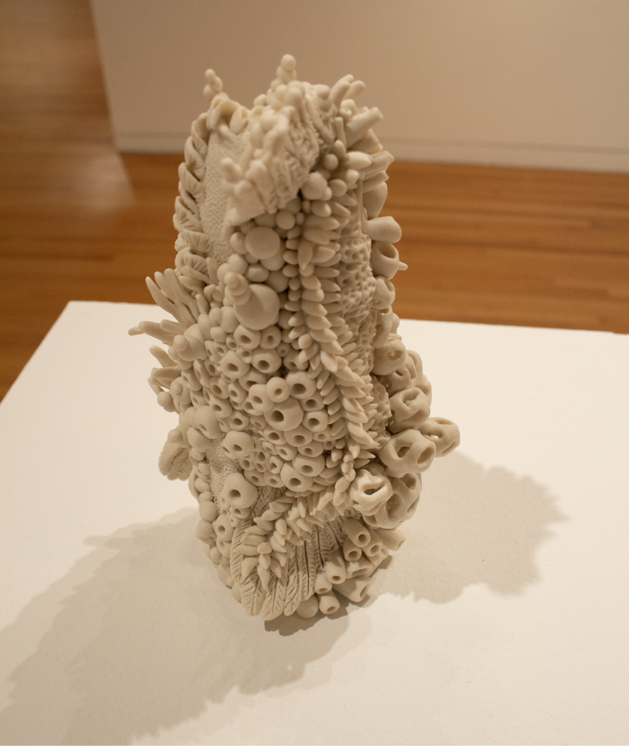 Piping Plover Charadrius melodus, 2021